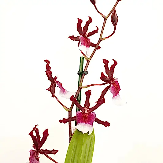 Cambria Orchid | Renaissance | Mild Fragrance | Potted Houseplants