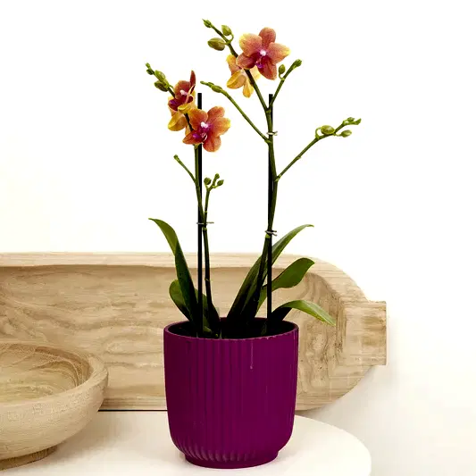 Phalaenopsis Orchid | Bolheri | Orchid Plants