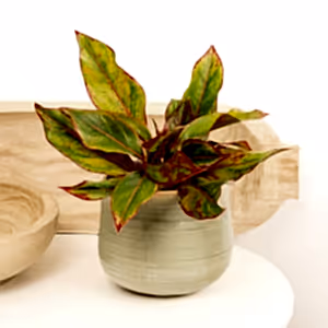 Chinese Evergreen | Crete - Indoor Plant