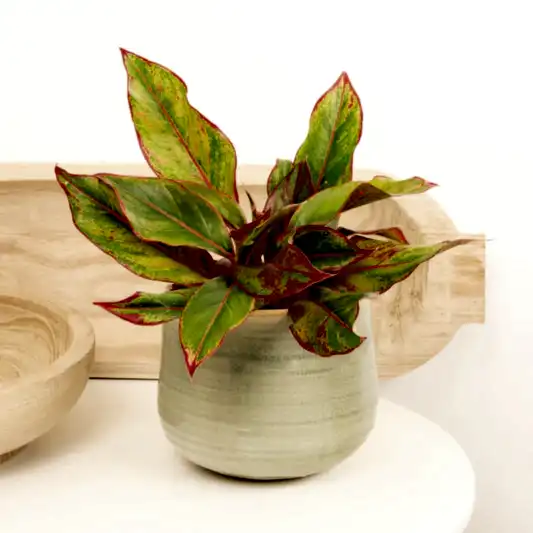 Chinese Evergreen | Crete | Perfect Plants for Under £30