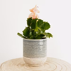 Flowering Cactus | Apricot - Indoor Plant