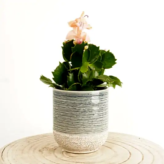 Flowering Cactus | Apricot | Indoor Cactus Plants