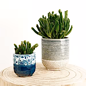Crassula | Hobbit - Indoor Plant