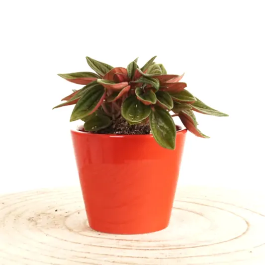 Radiator Plant | Rosso | Small Plants & Tot Pots