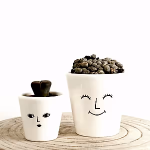 Living Stones - Indoor Plant