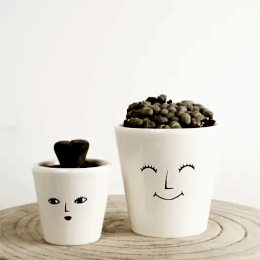 Living Stones | Indoor Succulent Plants