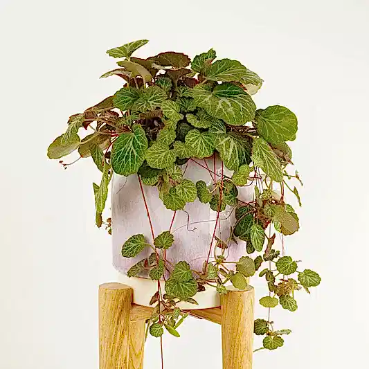 Strawberry Begonia | Mother Of Thousands | Indoor Hanging Plants