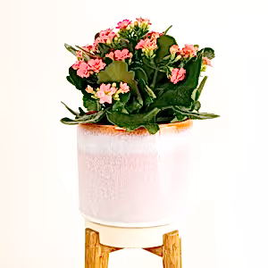 Kalanchoe | African June - Indoor Plant
