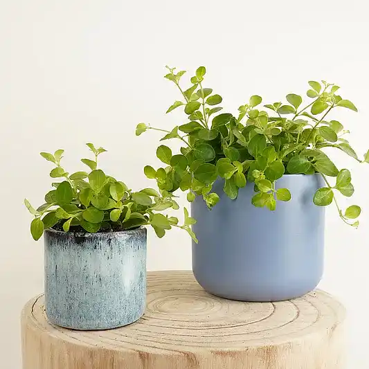 Trailing Jade | Indoor Hanging Plants