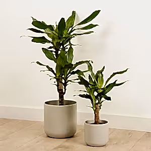 Madagascar Dragon Tree - Indoor Plant