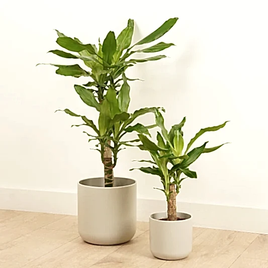 Madagascar Dragon Tree | Trees & Bonsai