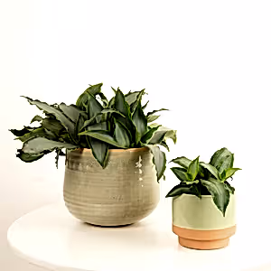 Angel Grass Plant | Bright Star - Indoor Plant