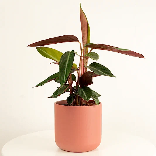 Never Never Plant | Stripestar | Calatheas & Ctenanthe Plants