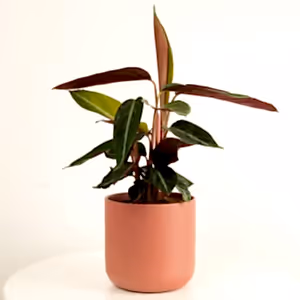 Never Never Plant | Stripestar - Indoor Plant
