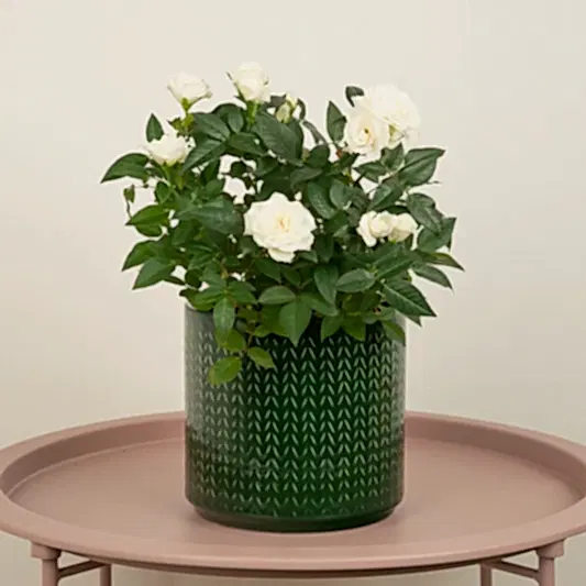 Flowering Rose | White | Garden & Outdoor Plants