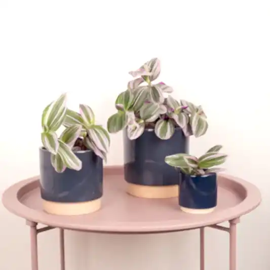 Wandering Dude Nanouk | Indoor Hanging Plants