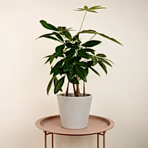 Money Tree | Straight Up! - Indoor Plant
