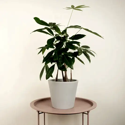 Money Tree | Straight Up! | Trees & Bonsai