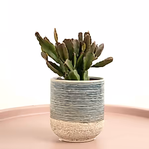 Mistletoe Cactus | Agudoensis | Hard To Find - Indoor Plant