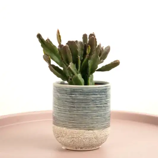 Mistletoe Cactus | Agudoensis | Hard To Find | Indoor Cactus Plants