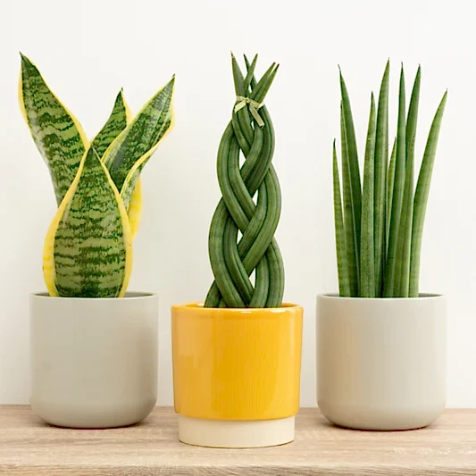 Sassy Snakes | Plant Bundle | Snake Plants