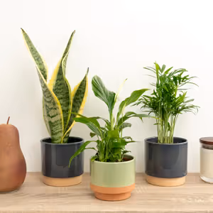 Breathe Easy | Plant Bundle - Indoor Plant
