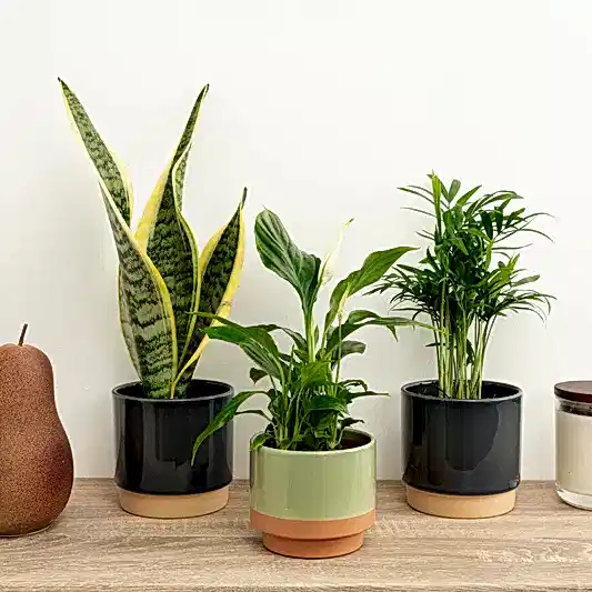 Breathe Easy | Plant Bundle | 