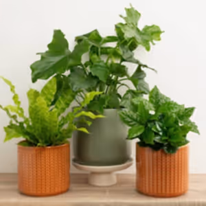 Housewarming | Plant Bundle - Indoor Plant