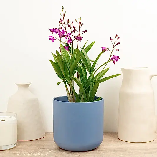 Dendrobium Orchid | Berry Oda | Hard To Find | Potted Houseplants