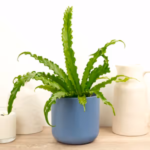 Birds Nest Fern | Osaka - Indoor Plant