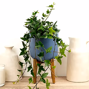 English Ivy | Shamrock - Indoor Plant