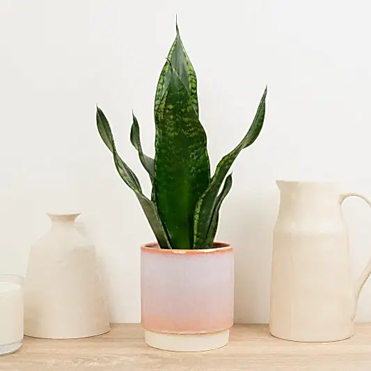 Snake Plant | Grey Stripe Whitney | Snake Plants