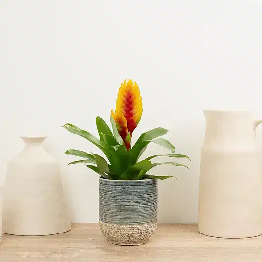 Vriesea Flaming Sword | Delphinus | Bromeliad & Guzmania