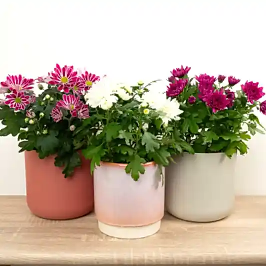 Flowering Mums | Mystery Box | Perfect Plants for Under £50