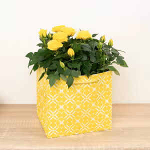 Flowering Rose | Yellow Gift - Indoor Plant