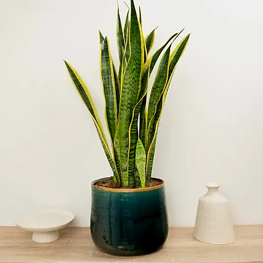 Snake Plant | Laurentii | Snake Plants