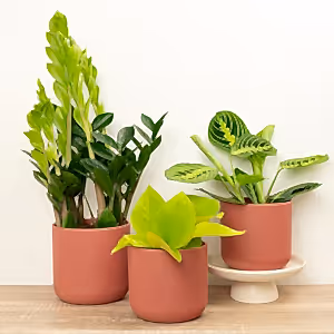 Leaf It To Me | Plant Bundle - Indoor Plant