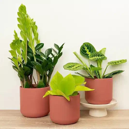 Leaf It To Me | Plant Bundle | Houseplant Bundles