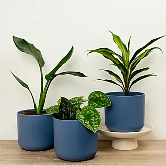 Tranquil Tropics | Plant Bundle | Houseplant Bundles