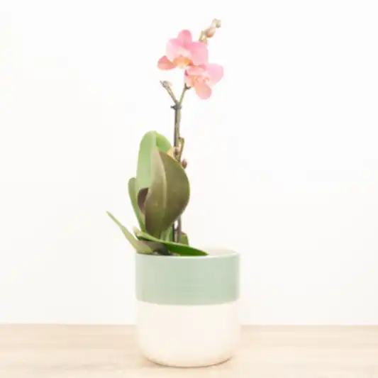 Phalaenopsis Orchid | Kolibri No 4 | Perfect Plants for Under £30