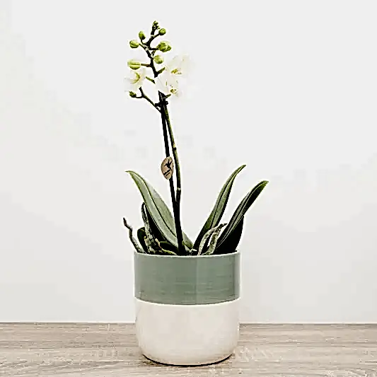 Phalaenopsis Orchid | Kolibri No 1 | Perfect Plants for Under £30