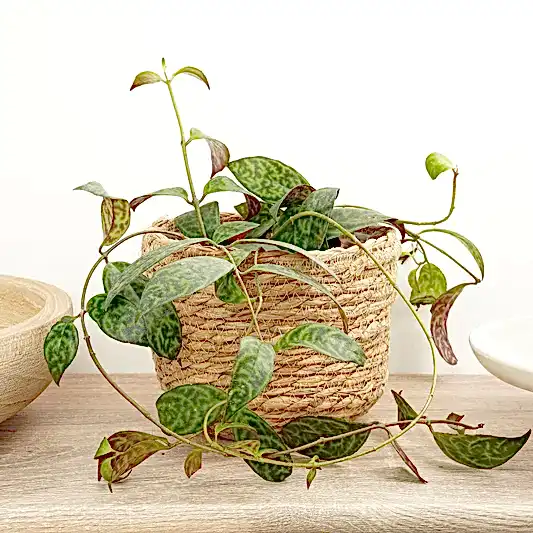 Zebra Lipstick Vine | Rare Plant | Potted Houseplants