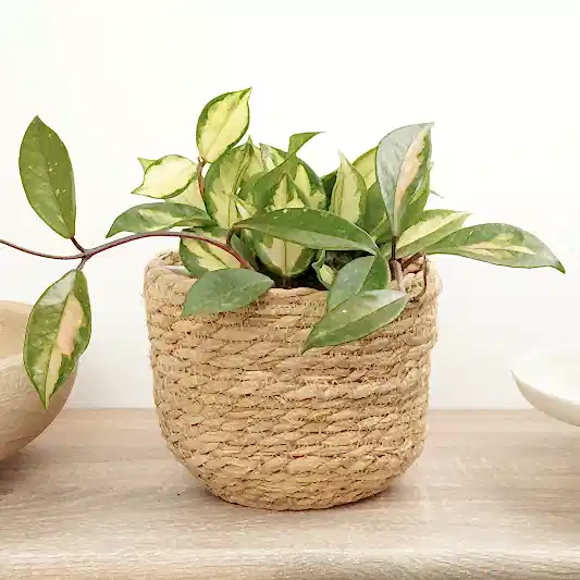 Wax Plant | Tricolour | Climbing & Vine Plants