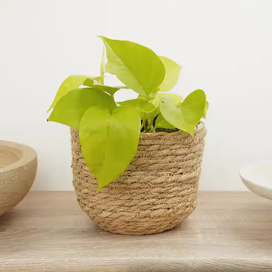 Pothos | Neon | Climbing & Vine Plants