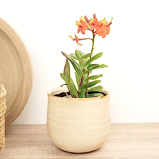 Epidendrum Ibaguense Bronze | Perfect Plants for Under £30