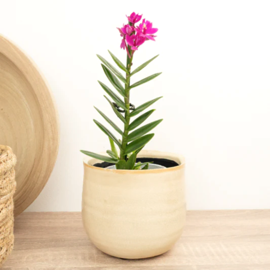 Epidendrum Ibaguense Purple | Perfect Plants for Under £30