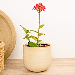 Epidendrum Ibaguense Raspberry - Indoor Plant
