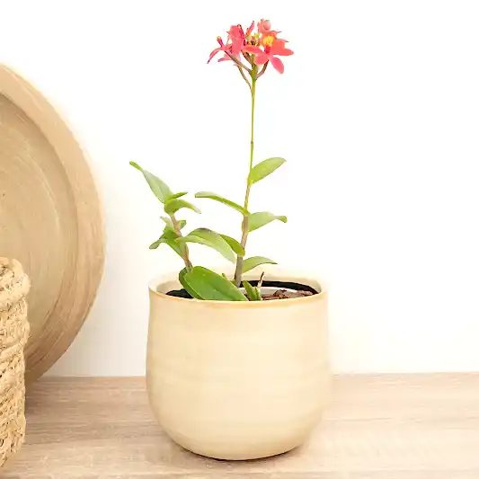 Epidendrum Ibaguense Raspberry | Perfect Plants for Under £30
