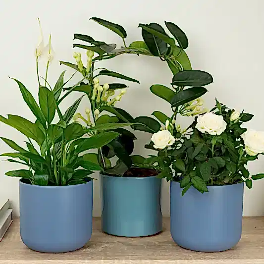 White Wonders | Plant Bundle | 