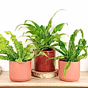 Home To Nest | Plant Bundle - Indoor Plant